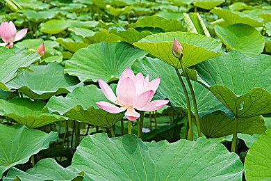 马里奥新配音演员正式公布 曾为《原神》阿诺德配音